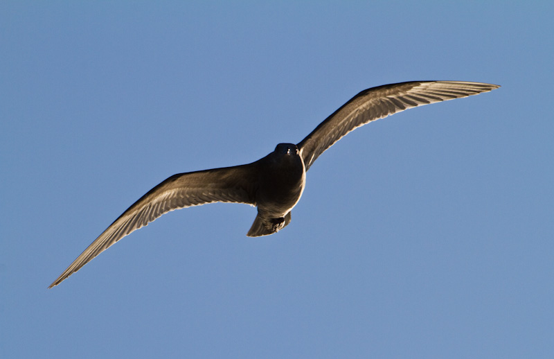 Gull In Flight